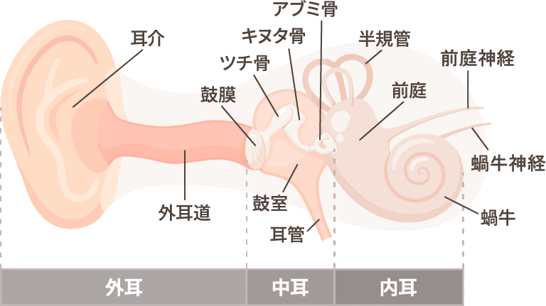 みみの構造のイラスト
